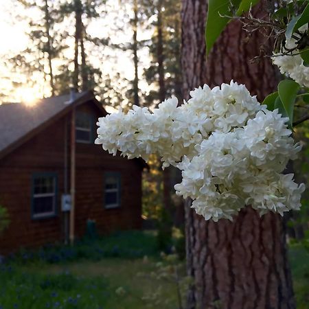 Ahwahnee-Be Vintage Cabin - Walk To Town! アイディルワイルド エクステリア 写真