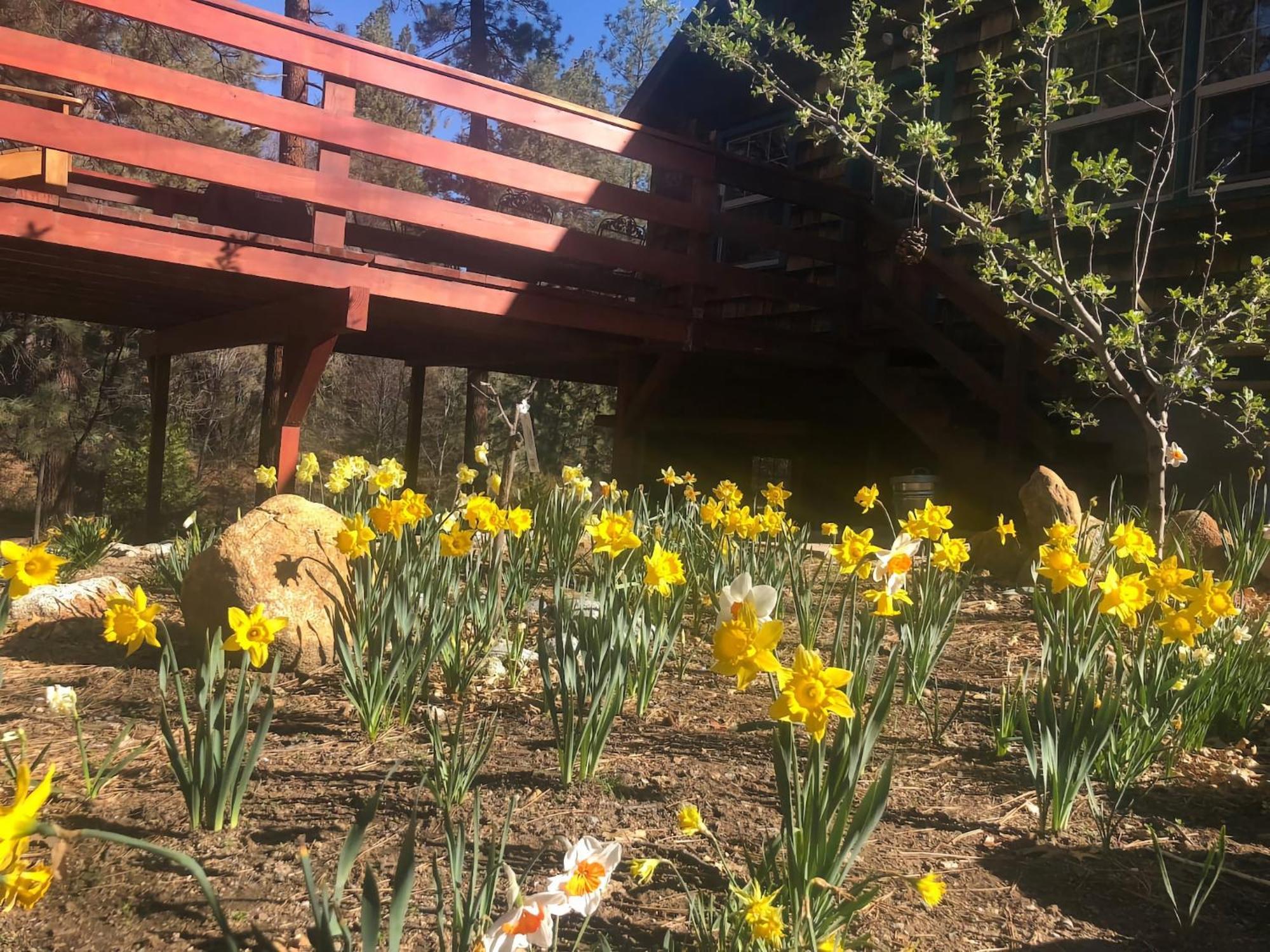 Ahwahnee-Be Vintage Cabin - Walk To Town! アイディルワイルド エクステリア 写真