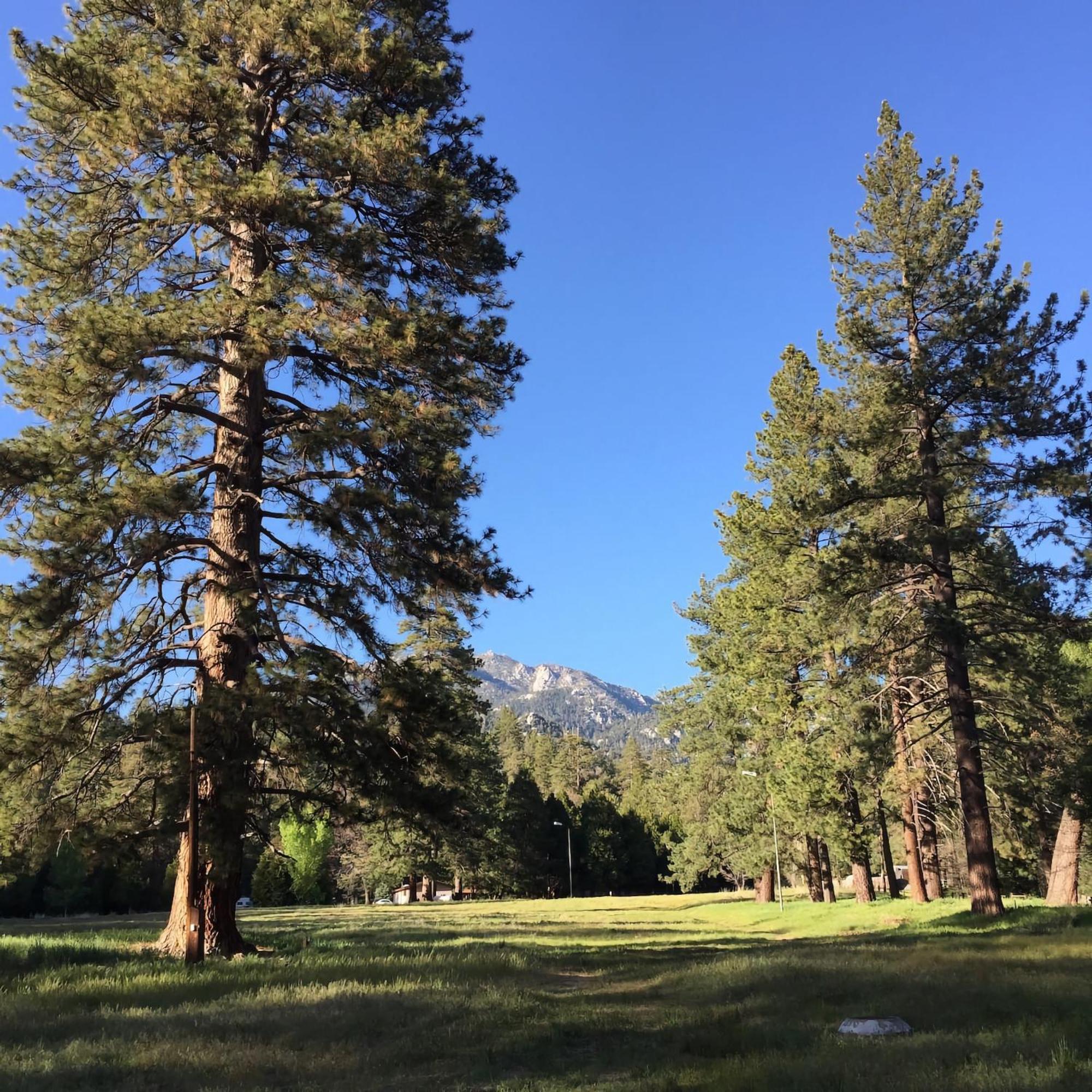 Ahwahnee-Be Vintage Cabin - Walk To Town! アイディルワイルド エクステリア 写真